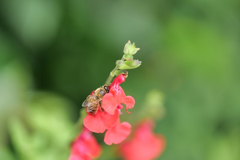 ABEILLE  semblant se reposer sur fleur de sauge. Jardin. LISE JALOUX